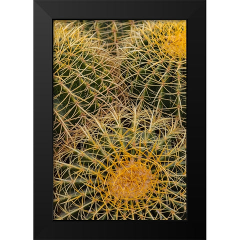 Golden Barrel Cactus at the Arizona Sonoran Desert Museum in Tucson-Arizona-USA Black Modern Wood Framed Art Print by Haney, Chuck