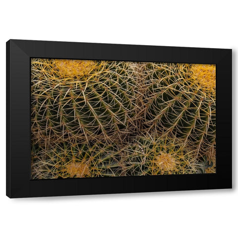 Golden Barrel Cactus at the Arizona Sonoran Desert Museum in Tucson-Arizona-USA Black Modern Wood Framed Art Print with Double Matting by Haney, Chuck
