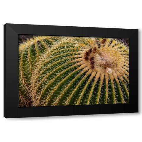 Golden Barrel Cactus at the Arizona Sonoran Desert Museum in Tucson-Arizona-USA Black Modern Wood Framed Art Print with Double Matting by Haney, Chuck