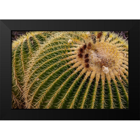 Golden Barrel Cactus at the Arizona Sonoran Desert Museum in Tucson-Arizona-USA Black Modern Wood Framed Art Print by Haney, Chuck