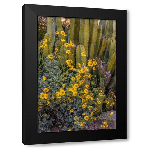 Brittlebush wildflower and Organ Pipe Cactus-Desert Botanical Gardens-Phoenix-Arizona-USA Black Modern Wood Framed Art Print with Double Matting by Garber, Howie
