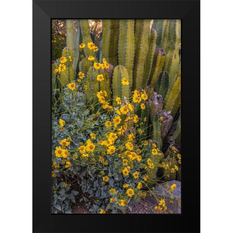 Brittlebush wildflower and Organ Pipe Cactus-Desert Botanical Gardens-Phoenix-Arizona-USA Black Modern Wood Framed Art Print by Garber, Howie