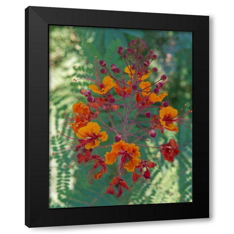 Orange and red circular flower-Red Bird of Paradise-Desert Botanical Gardens-Phoenix-Arizona Black Modern Wood Framed Art Print with Double Matting by Garber, Howie