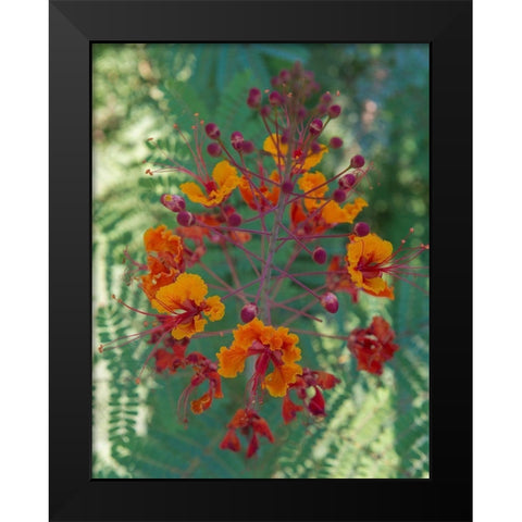 Orange and red circular flower-Red Bird of Paradise-Desert Botanical Gardens-Phoenix-Arizona Black Modern Wood Framed Art Print by Garber, Howie