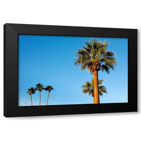 Palm trees-Carefree-Arizona Black Modern Wood Framed Art Print with Double Matting by McRoberts, Julien