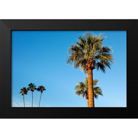 Palm trees-Carefree-Arizona Black Modern Wood Framed Art Print by McRoberts, Julien