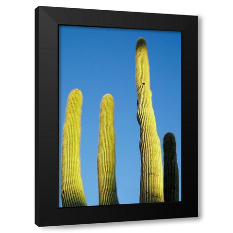 Desert cactus-Carefree-Arizona Black Modern Wood Framed Art Print by McRoberts, Julien