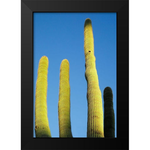 Desert cactus-Carefree-Arizona Black Modern Wood Framed Art Print by McRoberts, Julien