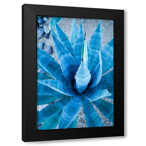 Desert cactus-Carefree-Arizona Black Modern Wood Framed Art Print with Double Matting by McRoberts, Julien