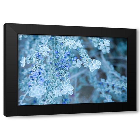 Desert cactus-Carefree-Arizona Black Modern Wood Framed Art Print with Double Matting by McRoberts, Julien