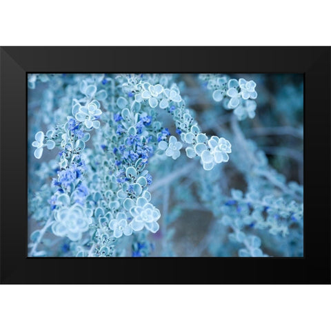 Desert cactus-Carefree-Arizona Black Modern Wood Framed Art Print by McRoberts, Julien