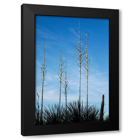 Desert cactus-Carefree-Arizona Black Modern Wood Framed Art Print by McRoberts, Julien
