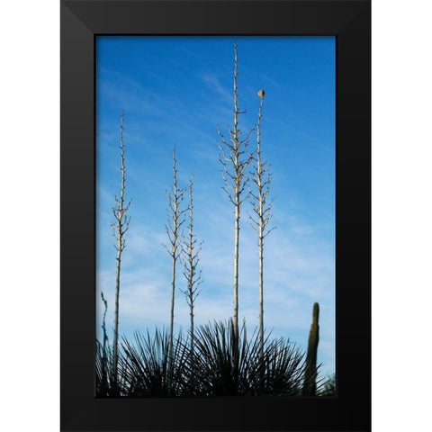 Desert cactus-Carefree-Arizona Black Modern Wood Framed Art Print by McRoberts, Julien