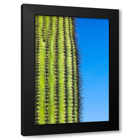 Desert cactus-Carefree-Arizona Black Modern Wood Framed Art Print with Double Matting by McRoberts, Julien