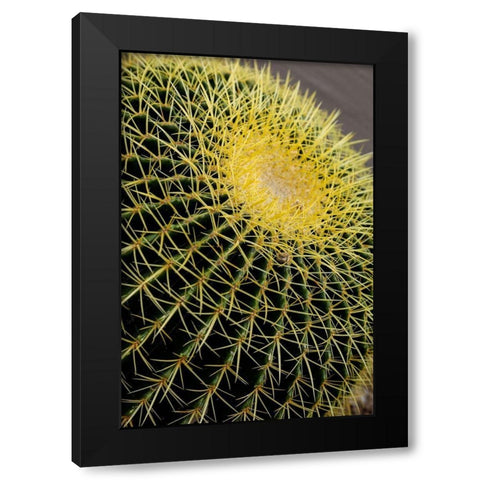 Desert cactus-Carefree-Arizona Black Modern Wood Framed Art Print with Double Matting by McRoberts, Julien