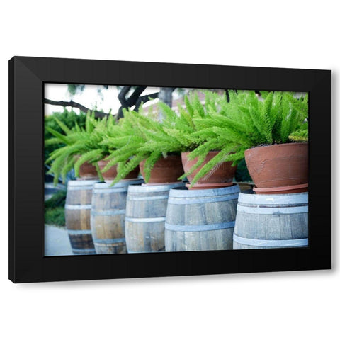 Tucson-Arizona Ferns in pots on barrels Black Modern Wood Framed Art Print with Double Matting by McRoberts, Julien