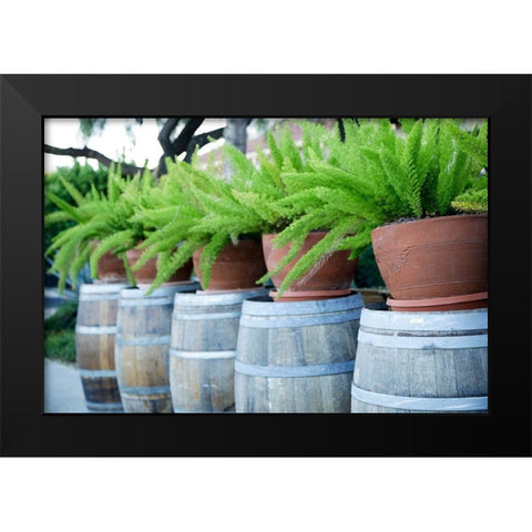 Tucson-Arizona Ferns in pots on barrels Black Modern Wood Framed Art Print by McRoberts, Julien