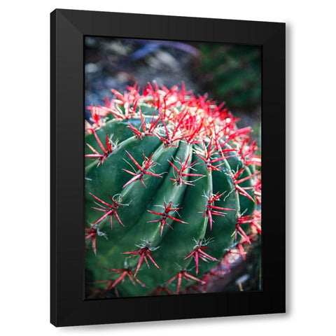 Apache Junction- Arizona- USA- Flowering cactus Black Modern Wood Framed Art Print by Sienda, Jolly