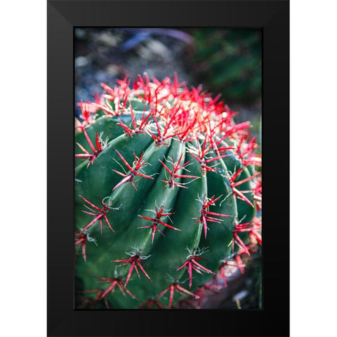 Apache Junction- Arizona- USA- Flowering cactus Black Modern Wood Framed Art Print by Sienda, Jolly