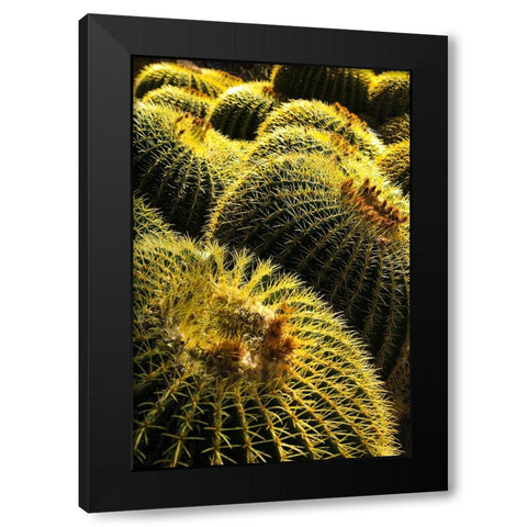Apache Junction- Arizona- USA. Cactus Black Modern Wood Framed Art Print with Double Matting by Sienda, Jolly