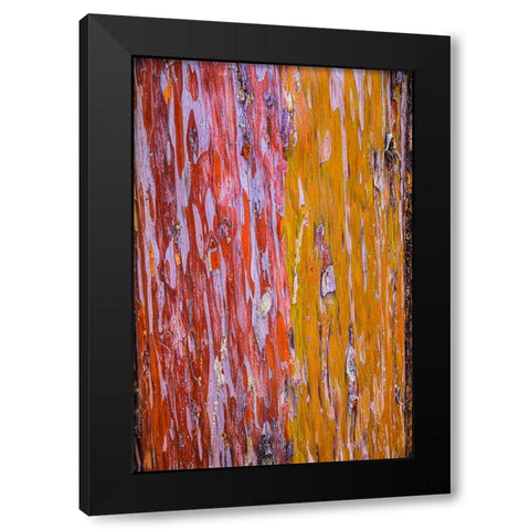Sedona- Arizona. Cottonwood tree Black Modern Wood Framed Art Print with Double Matting by Sienda, Jolly