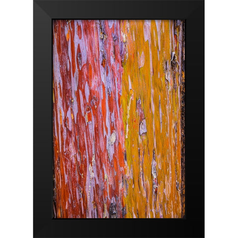 Sedona- Arizona. Cottonwood tree Black Modern Wood Framed Art Print by Sienda, Jolly