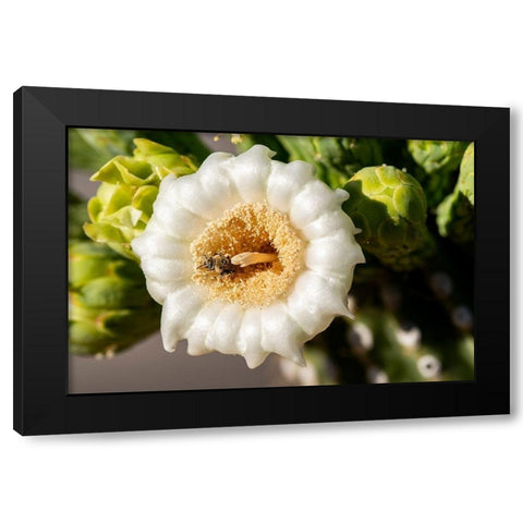 Arizona-Tucson-Saguaro National Park Black Modern Wood Framed Art Print by Hawkins, Peter