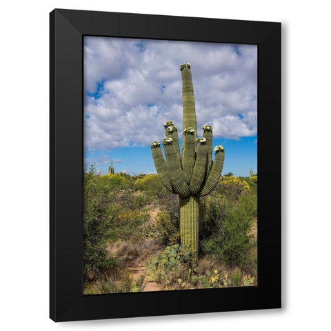 Arizona-Tucson-Saguaro National Park Black Modern Wood Framed Art Print by Hawkins, Peter