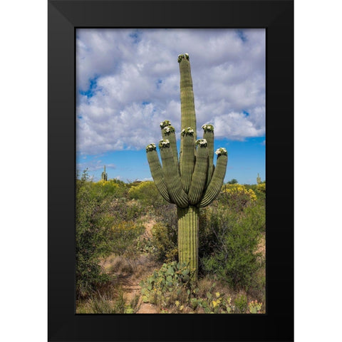 Arizona-Tucson-Saguaro National Park Black Modern Wood Framed Art Print by Hawkins, Peter