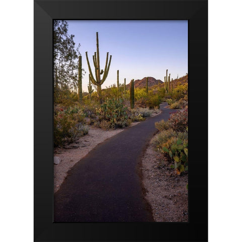 Arizona-Tucson-Saguaro National Park Black Modern Wood Framed Art Print by Hawkins, Peter