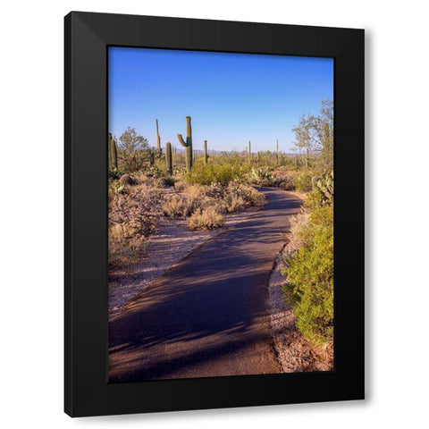 Arizona-Tucson-Saguaro National Park Black Modern Wood Framed Art Print with Double Matting by Hawkins, Peter