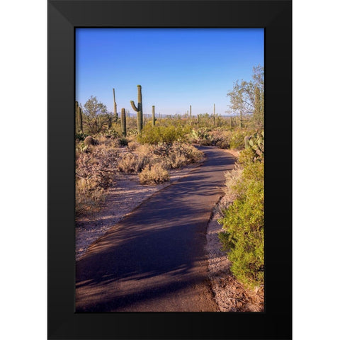 Arizona-Tucson-Saguaro National Park Black Modern Wood Framed Art Print by Hawkins, Peter