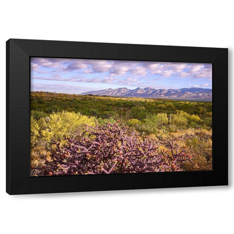 Arizona-Tucson-Saguaro National Park Black Modern Wood Framed Art Print by Hawkins, Peter