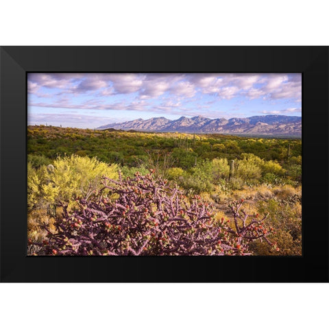 Arizona-Tucson-Saguaro National Park Black Modern Wood Framed Art Print by Hawkins, Peter