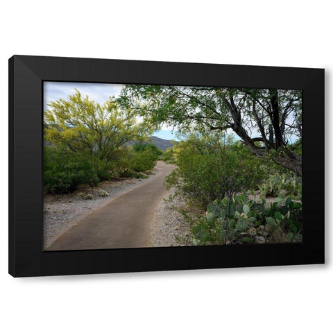 Arizona-Tucson-Saguaro National Park Black Modern Wood Framed Art Print with Double Matting by Hawkins, Peter
