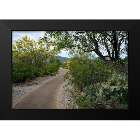 Arizona-Tucson-Saguaro National Park Black Modern Wood Framed Art Print by Hawkins, Peter