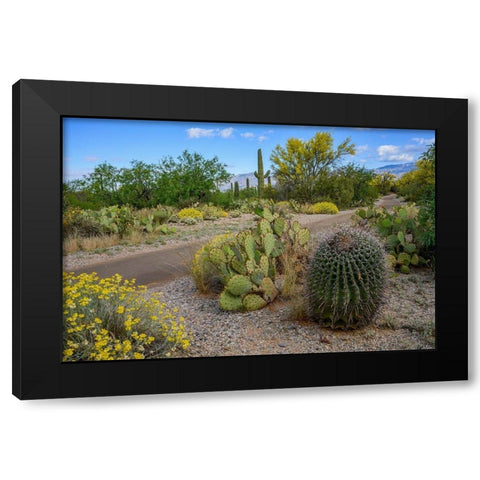 Arizona-Tucson-Saguaro National Park Black Modern Wood Framed Art Print with Double Matting by Hawkins, Peter