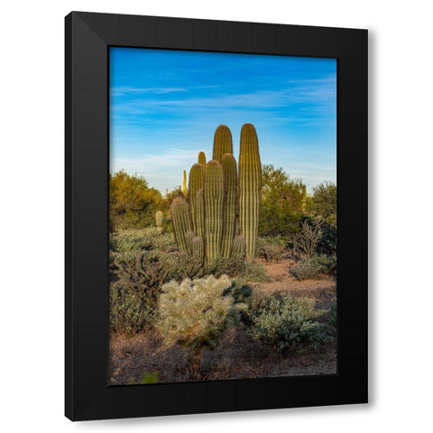 Arizona-Tucson Mountain Park Black Modern Wood Framed Art Print by Hawkins, Peter