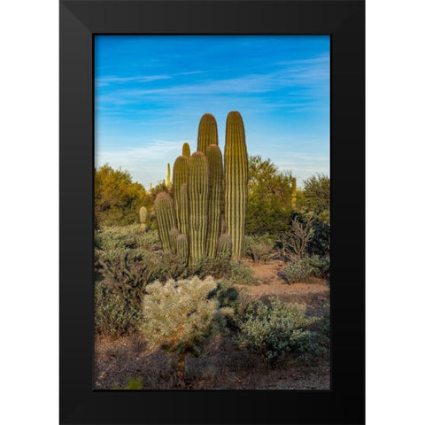 Arizona-Tucson Mountain Park Black Modern Wood Framed Art Print by Hawkins, Peter