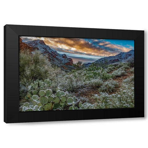 Arizona-Tucson Mountain Park Black Modern Wood Framed Art Print by Hawkins, Peter