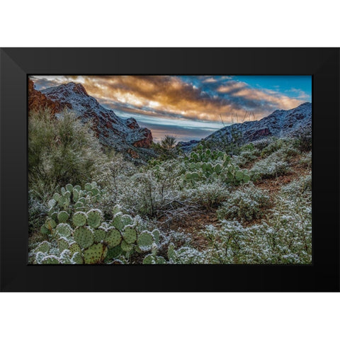 Arizona-Tucson Mountain Park Black Modern Wood Framed Art Print by Hawkins, Peter