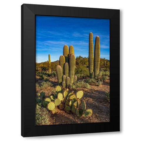 Arizona-Tucson Mountain Park Black Modern Wood Framed Art Print by Hawkins, Peter