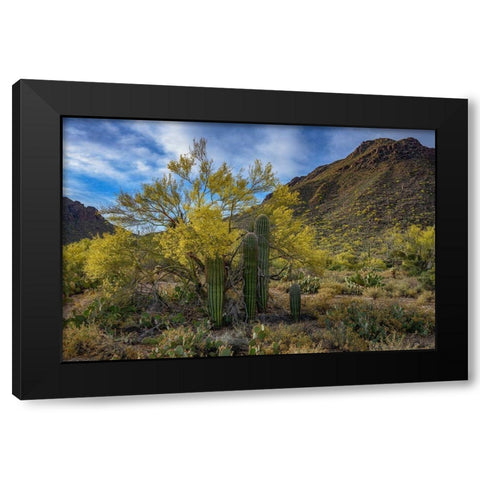 Arizona-Tucson Mountain Park Black Modern Wood Framed Art Print by Hawkins, Peter