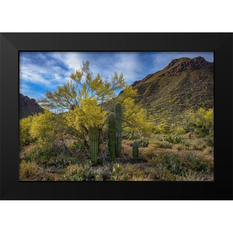 Arizona-Tucson Mountain Park Black Modern Wood Framed Art Print by Hawkins, Peter