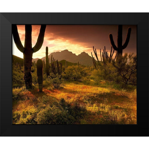 The desert glows with streaming light in Organ Pipe Cactus National Monument  Black Modern Wood Framed Art Print by SMO