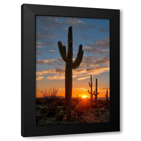 Saguaro cactus in the lower Sonoran desert in southern Arizona Black Modern Wood Framed Art Print with Double Matting by SMO
