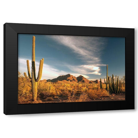 A valley of saguaro cactus in Organ Pipe Cactus National Monument-on the Arizona Mexico border Black Modern Wood Framed Art Print by SMO