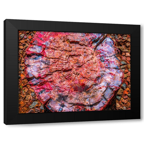 Red-blue-orange petrified wood-Visitor Center-Petrified Forest National Park-Arizona Black Modern Wood Framed Art Print with Double Matting by Perry, William