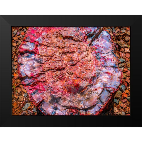 Red-blue-orange petrified wood-Visitor Center-Petrified Forest National Park-Arizona Black Modern Wood Framed Art Print by Perry, William