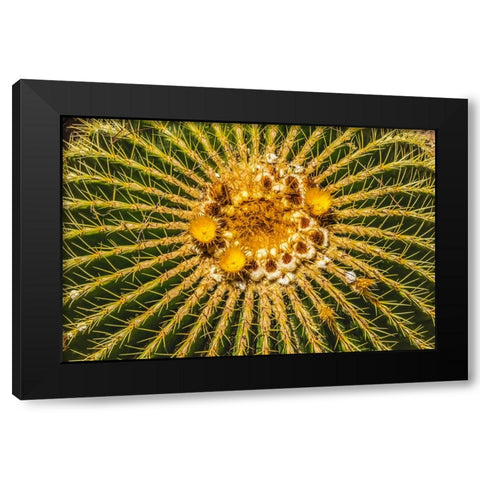 Yellow blossoms of golden barrel cactus blooming- Desert Botanical Garden- Phoenix- Arizona. Black Modern Wood Framed Art Print with Double Matting by Perry, William